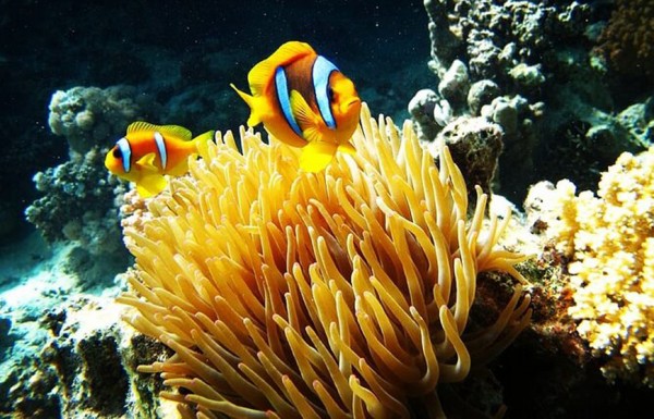 Marsa Mubarak Snorkeling Trip from Hurghada
