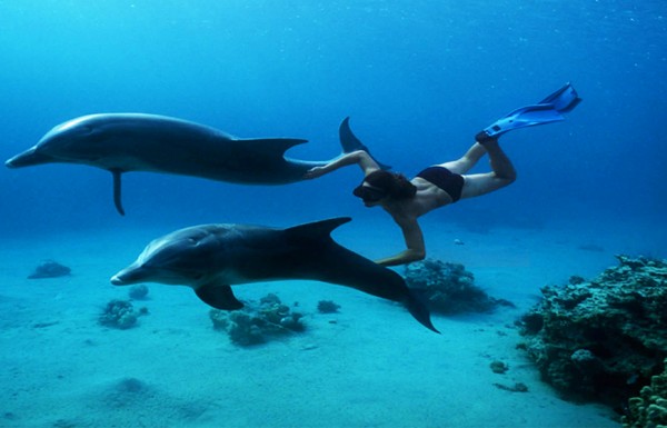 Dolphin House Snorkeling Trip from Hurghada