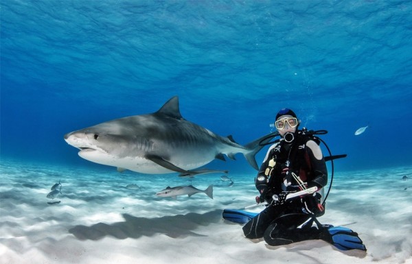 Dive with Sharks at Hurghada Grand Aquarium