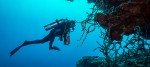 Scuba Diving in Hurghada: Sites, Conditions and Costs